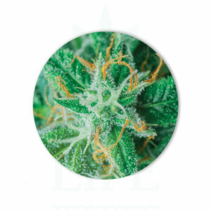 V SYNDICATE Slikks Dab Matte 'AK-47' | Ø 15 cm