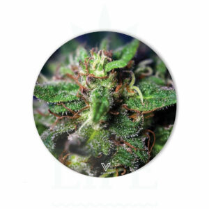 V SYNDICATE Slikks Dab Matte 'Blue Dream' | Ø 15 cm